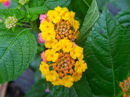 Lantana Flower Lantana Flower Lantana Flower Garden