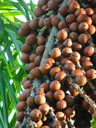27 Fruits Et Legumes Les Plus Etranges Au Monde Fruits Et Legumes Jardin Fruitier Legume Exotique