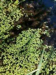 Image result for Lemna