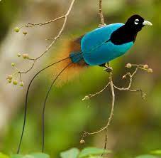 Check spelling or type a new query. The Male Blue Bird Of Paradise Has Two Long Tail Wires They Also Hang Upside Down When They Display For The Females Natureisfuckinglit