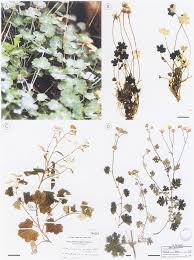 Image result for Cineraria mazoensis