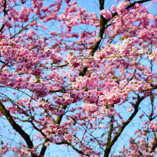 Tree grows to about 25 feet. Yoshino Cherry Tree Greenwood Nursery