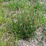 Image result for Eleocharis geniculata