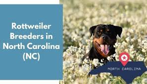 Our dogs are a part of our family members and dwell in our house. 33 Rottweiler Breeders In North Carolina Nc Rottweiler Puppies For Sale Animalfate
