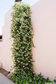 Here are 10 great species to consider. Star Jasmine Care And Growing Tips Joy Us Garden