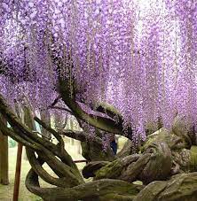 Il Romantico Tunnel Di Glicini Dei Kawachi Fuji Gardens Wisteria Tree Wisteria Wisteria Tunnel