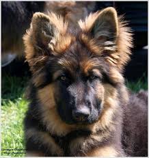 German Shepherd Dogs Australia Https Www Facebook Com German Shepherd Dogs Australia With Images German Shepherd Puppies German Shepherd German Shepherd Dogs