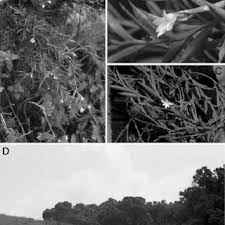 Image result for Stolzia cupuligera