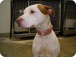 The very first generation of american pitbull terrier and dalmatian mix is a cross between pure pitbull and dalmatian. Upper Sandusky Oh Dalmatian Meet Snow A Pet For Adoption