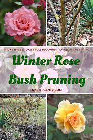 Winter Rose Bush Pruning Rightplantz Com Rose Bush Blooming Plants When To Prune Roses