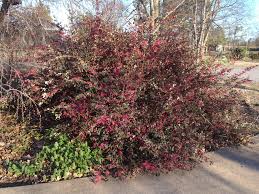 Noteworthy characteristics dark foliage creates a wonderful contrast with all colors in the garden. Loropetalum Chinense Fringe Flower Loropetalum North Carolina Extension Gardener Plant Toolbox