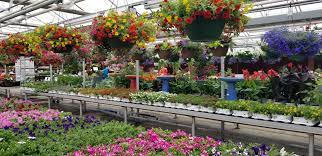 Check spelling or type a new query. Garden Center Plants Products Mn Wagners Greenhouses