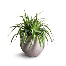 Image result for Chlorophytum pauper