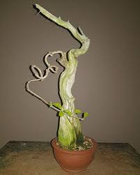 Image result for Premna mooiensis