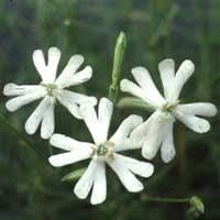 Image result for Silene burchellii