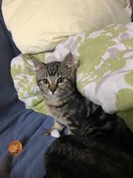 What can probably wait until tomorrow. Emergency Pet Care Home Facebook
