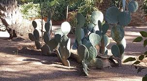 Kirimkan ini lewat email blogthis! Tripadvisor Jenis Kaktus Batang Yang Unik Taman Majorelle Marrakech ØµÙˆØ±Ø© Ø­Ø¯ÙŠÙ‚Ø© Ù…Ø§Ø¬ÙˆØ±ÙŠÙ„ Ù…Ø±Ø§ÙƒØ´