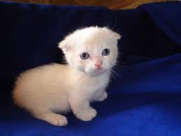 Landsalelistings helps you find ontario real estate for sale. 22 Most Adorable White Munchkin Cat Photos And Pictures