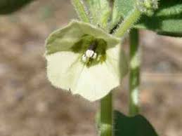 Image result for Physalis pubescens