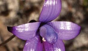 Image result for Elymandra