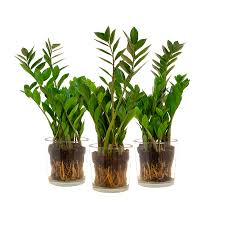 Lisez les avis d'internautes sur le marchand mon bac à plantes, comparez les prix et achetez en ligne en toute sécurité. Botanicly Nous Aimons Les Plantes Autant Que Toi