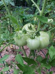 Choose green, firm tomatoes for the best result. Perfect Every Time Fried Green Tomatoes Grits And Gouda