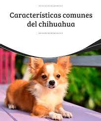Pin En Razas