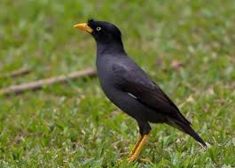 Dengan begitu, jalak kebo akan semakin dan mulai menanggapi pembicaraan anda. Wow 13 Gambar Burung Jalak Kebo Gani Gambar