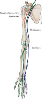 Neural Interconnections Between The Nerves Of The Upper Limb