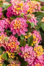See reviews and photos of gardens in lantana, florida on tripadvisor. Lantana How To Grow And Care For Lantana Plants Garden Design