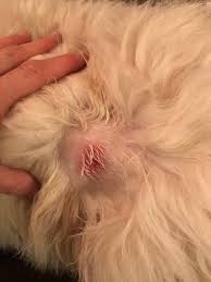 Image result for infected tick bite