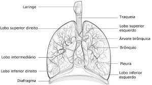 Quando seu pequeno tiver terminado de colorir e repassar as letras das palavras, poderiam usar estas imagens para criar seu próprio dicionário visual em inglês, sobre cores e formas. Blog De Biologia Pulmoes Desenho Para Colorir E Imprimir