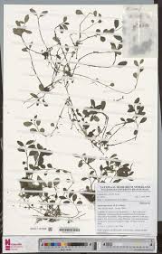 Image result for Saintpauliopsis lebrunii