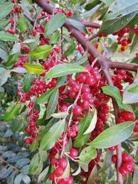 Autumn Olive Foraging For Autumnberries Autumn Olive Wild Foraging Edible Wild Plants