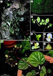 Begonia Liuyanii Sect Coelocentrum Begoniaceae A New Species From Limestone Areas In Guangxi China Begonia Tropical Plants Plant Leaves