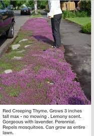 Pin By Rosa Hawk On General For Future Reference Red Creeping Thyme Creeping Thyme Lawn Alternatives