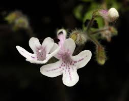 Image result for Streptocarpus hirticapsa