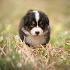 Despite what the breed name suggests, the australian shepherd did not originate in australia.rather, it was bred in the united states by basque shepherds who emigrated to america after settling in australia for a short period of. Australian Shepherd Puppies For Sale In California Ca