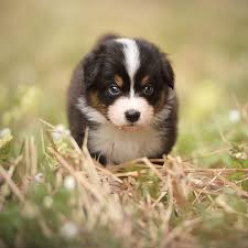 Check spelling or type a new query. 1 Australian Shepherd Puppies For Sale In Dallas Tx