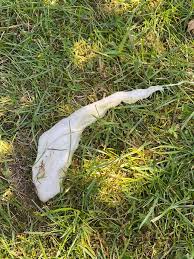 Hilfe hund hat blutigen schleim im kot und es riecht sehr sehr unangenehm. Gastritis Beim Hund Ursachen Symptome Behandlung