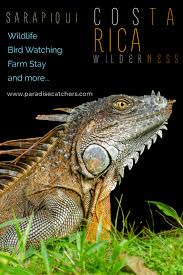 Sarapiqui A Weekend Stay At A Farmhouse Bird Watching Wildlife And More Costa Rica Travel Latin America Travel Bird Watching