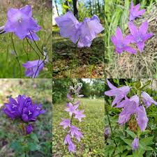Image result for Campanulaceae