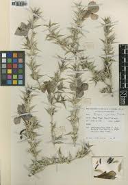 Image result for Blepharis stuhlmannii