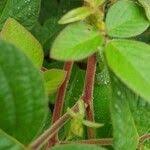 Image result for Desmodium intortum