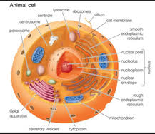 Without the instruments to make them visible, cells remained out of sight and, therefore, out of mind for most of human history. Unit 1a Life Cells 2019 Discover Math And Science Now