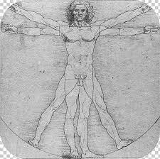 Study of the specific regions of the body such as the head or chest and emphasizing the relationship between various structure in the region. Vitruvian Man Anatomical Drawings Anatomy Human Body Png Clipart Anatomy Arm Art Artist Art Model Free