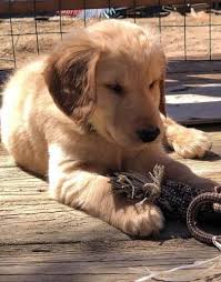 Eastern ct (nlo) eastern panhandle. Golden Retriever Puppy For Sale Adoption Rescue For Sale In Plainville Connecticut Classified Americanlisted Com