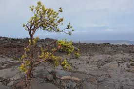 Maybe you would like to learn more about one of these? Jagerfesting Ohia Lehua Growing In Lava Above The Ocean
