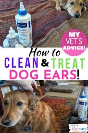 How To Clean Treat Your Dog S Ears See My Vet S Advice It Worked For Us Advice Clean Treat Worked Howtocl In 2020 Dog Ear Dog Ear Mites Stinky Dog Ears