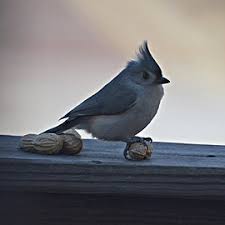 We did not find results for: Tufted Titmouse Wikipedia